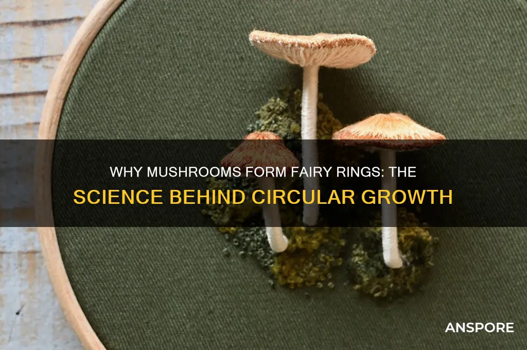 what causes mushrooms to grow in a circle