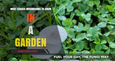 Why Mushrooms Suddenly Appear in Your Garden: Key Causes Explained