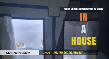 Why Mushrooms Suddenly Appear in Your Home: Causes and Solutions