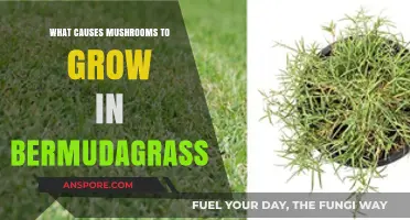 Why Mushrooms Thrive in Bermudagrass: Uncovering the Hidden Causes