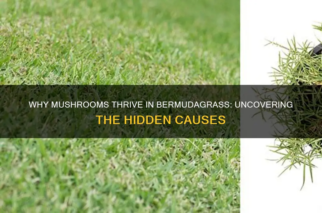 what causes mushrooms to grow in bermudagrass