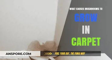 Why Mushrooms Grow in Carpet: Causes and Prevention Tips