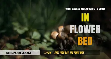 Why Mushrooms Suddenly Appear in Your Flower Bed: Causes Explained