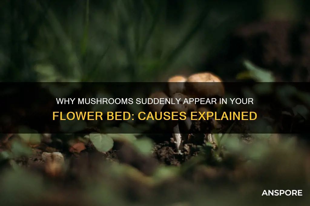 what causes mushrooms to grow in flower bed