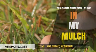 Why Mushrooms Thrive in Your Mulch: Causes and Solutions