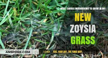 Why Mushrooms Suddenly Appear in Your New Zoysia Lawn