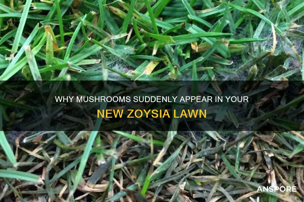 what causes mushrooms to grow in my new zoysia grass