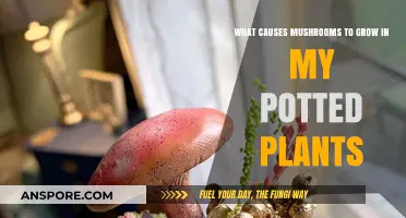 Why Mushrooms Appear in Potted Plants: Causes and Solutions