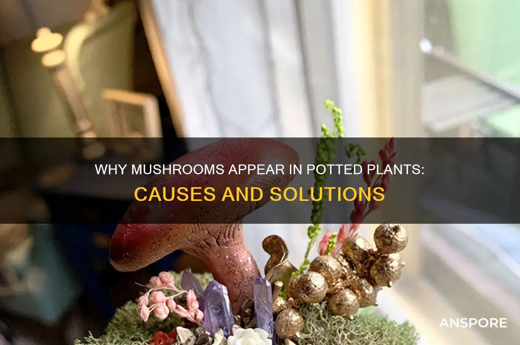 what causes mushrooms to grow in my potted plants