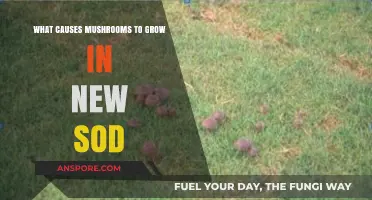 Why Mushrooms Suddenly Appear in Your New Sod: Causes Explained