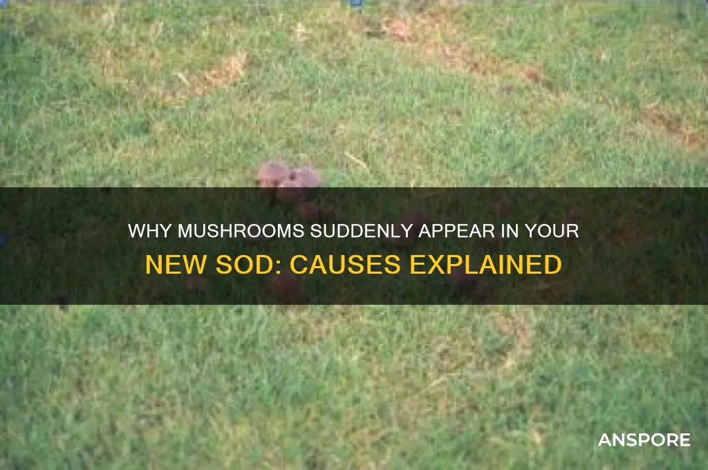 what causes mushrooms to grow in new sod
