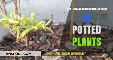 Why Mushrooms Appear in Your Potted Plants: Causes Explained