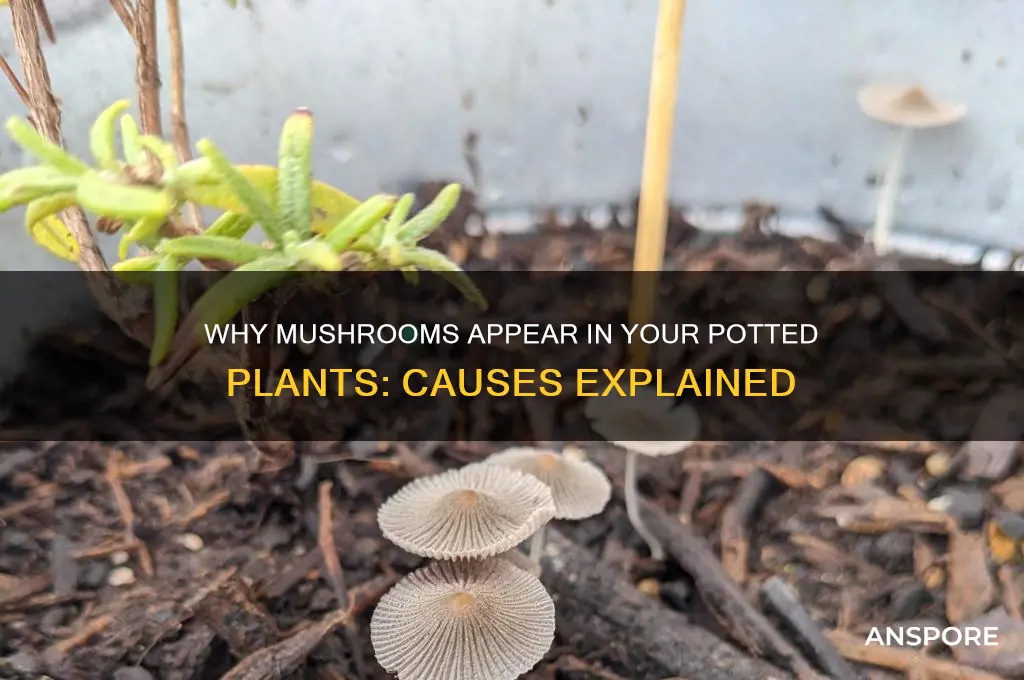 what causes mushrooms to grow in potted plants