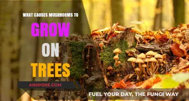 Why Mushrooms Thrive on Trees: Uncovering the Surprising Factors Behind Their Growth