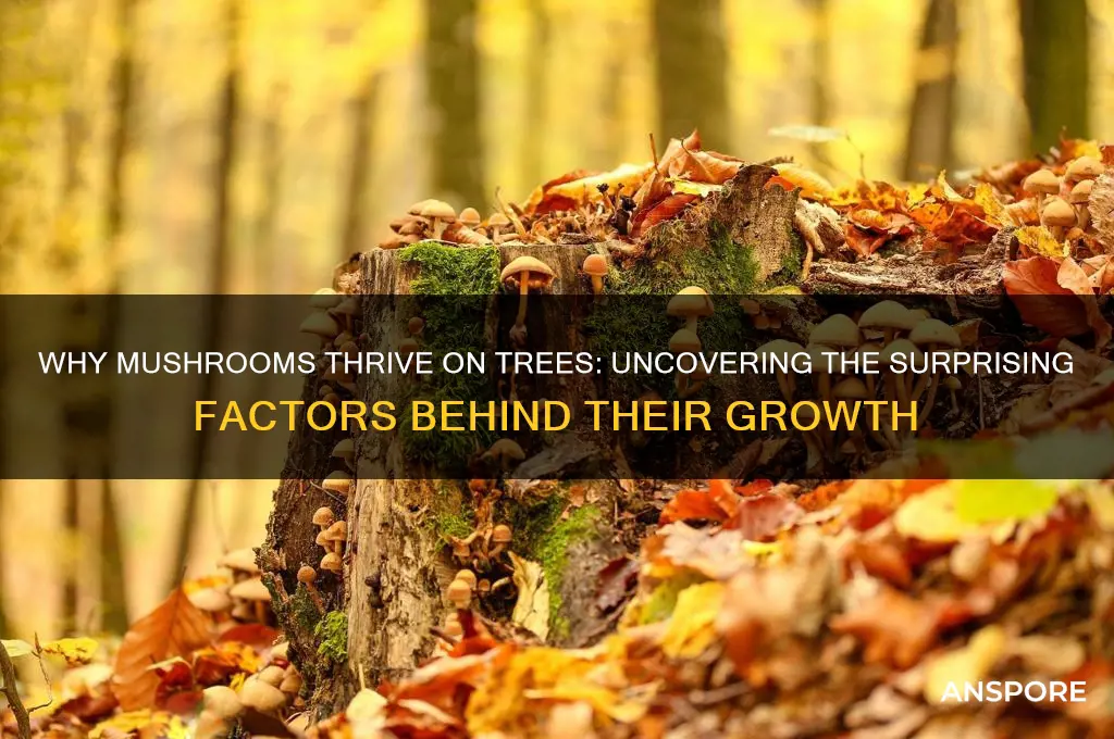 what causes mushrooms to grow on trees