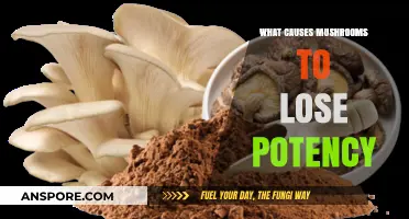 Factors That Contribute to the Decline of Mushroom Potency