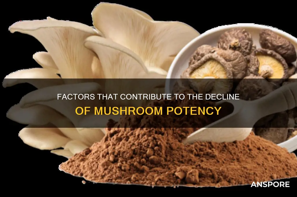 what causes mushrooms to lose potency