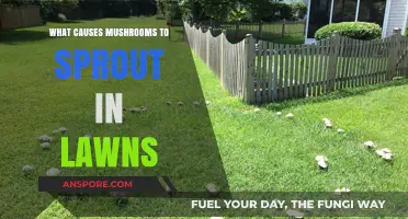 Why Mushrooms Suddenly Appear in Your Lawn: Causes Explained