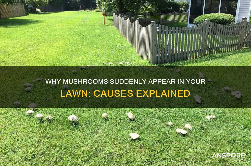 what causes mushrooms to sprout in lawns