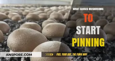 Unveiling the Secrets: Factors Triggering Mushroom Pinning Explained