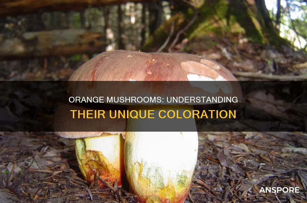 what causes orange mushrooms