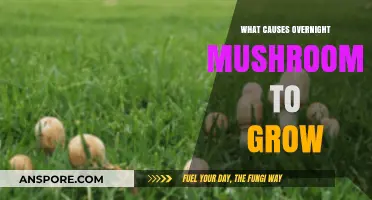 Overnight Mushroom Growth: Uncovering the Surprising Factors Behind Their Rapid Appearance