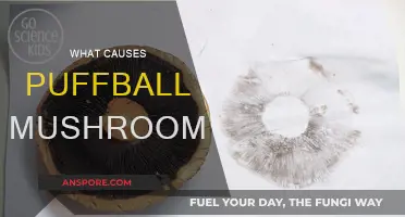 Puffball Mushrooms: Nature's Little Mystery Solved