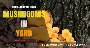 Rust-Orange Mushrooms in Your Yard: Causes and Identification Tips