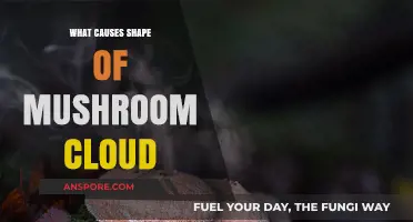 Exploring the Science Behind Mushroom Clouds: Formation and Factors