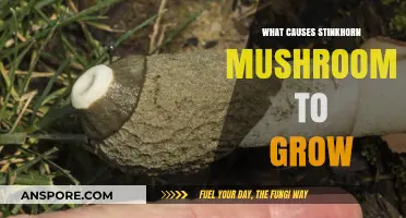 Unveiling the Secrets: What Triggers Stinkhorn Mushrooms to Grow?