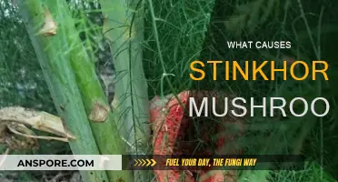 Stinkhorn Mushrooms: Nature's Pungent Mystery Solved