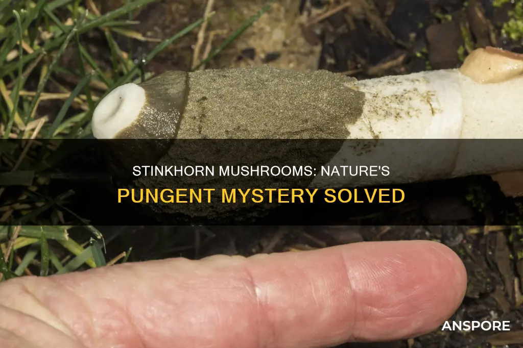 what causes stinkhorn mushrooms