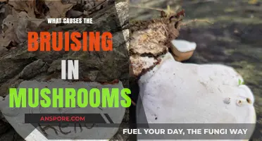 Understanding Mushroom Bruising: Causes and Factors Behind the Discoloration