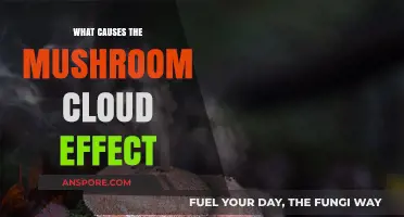 Exploring the Science Behind Mushroom Clouds: Causes and Formation