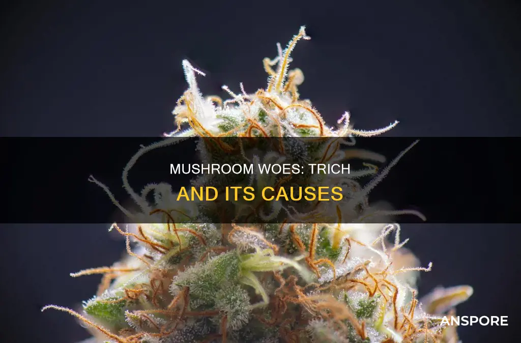 what causes trich in mushrooms