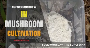 Trichoderma in Mushroom Cultivation: Causes and Prevention Strategies