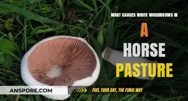 Understanding White Mushrooms in Horse Pastures: Causes and Concerns