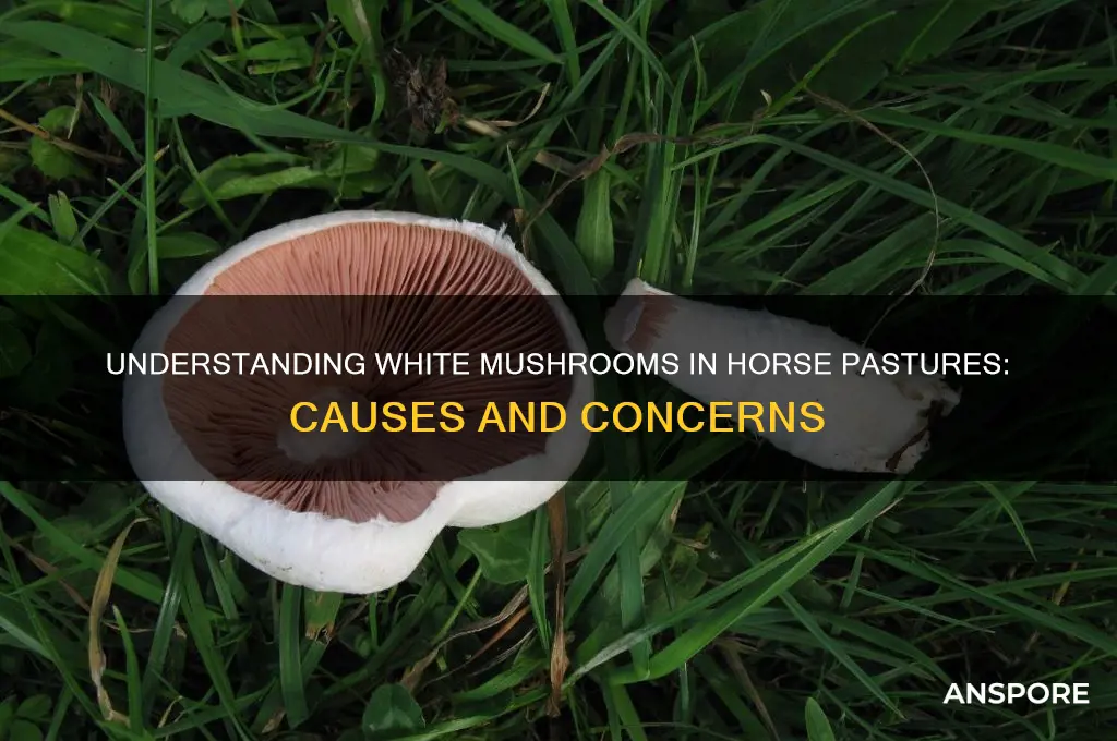 what causes white mushrooms in a horse pasture