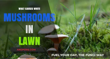 Why White Mushrooms Appear in Your Lawn: Causes and Solutions