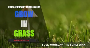 Why White Mushrooms Suddenly Appear in Your Lawn: Causes Explained