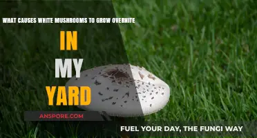 Why White Mushrooms Suddenly Appear Overnight in Your Yard