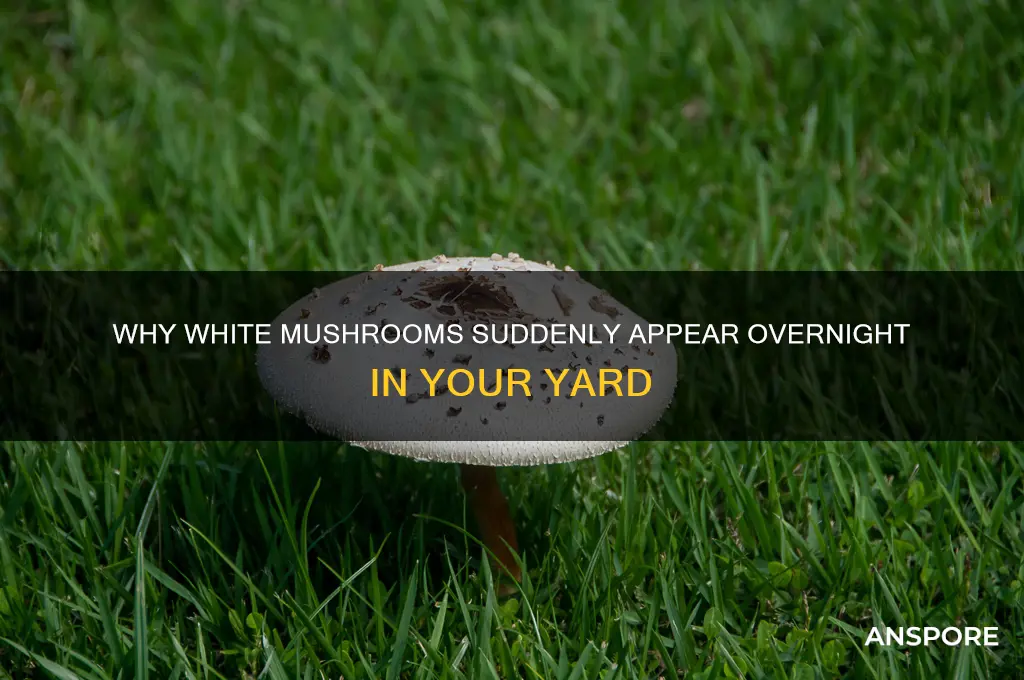 what causes white mushrooms to grow overnite in my yard