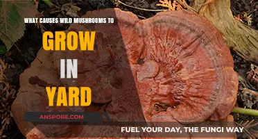 Why Wild Mushrooms Suddenly Appear in Your Yard: Key Factors Explained