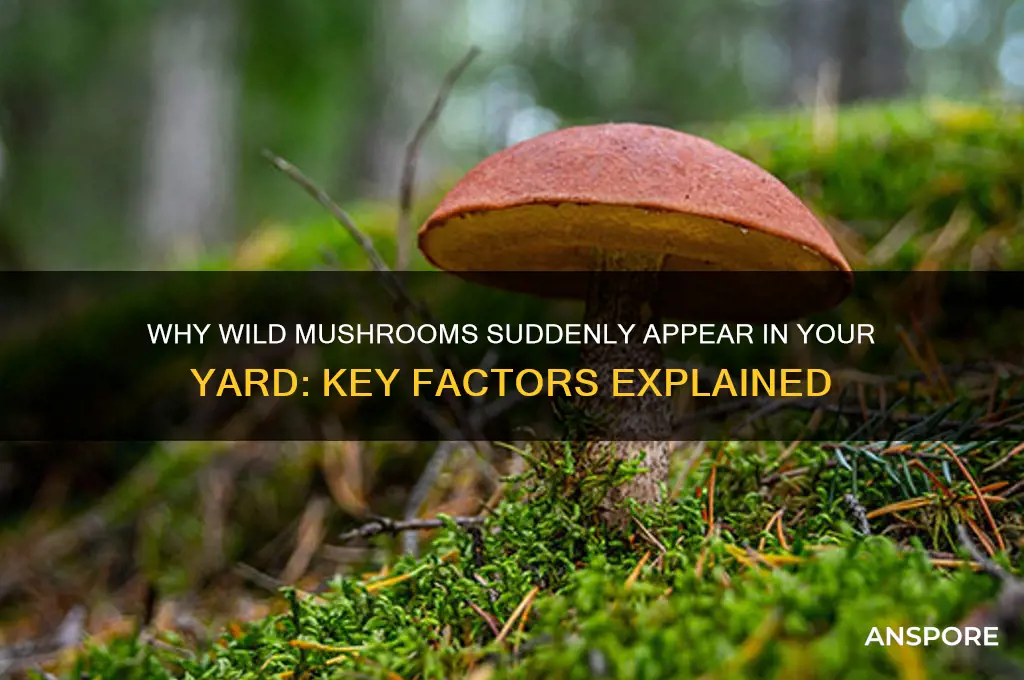 what causes wild mushrooms to grow in yard
