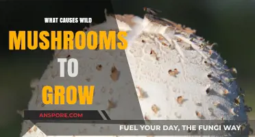 Unveiling the Secrets: What Triggers Wild Mushroom Growth in Nature