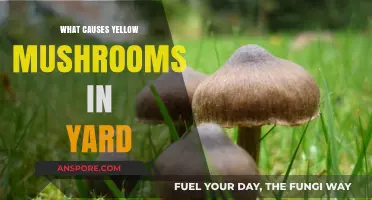 Understanding Yellow Mushrooms: Causes and Solutions for Your Lawn