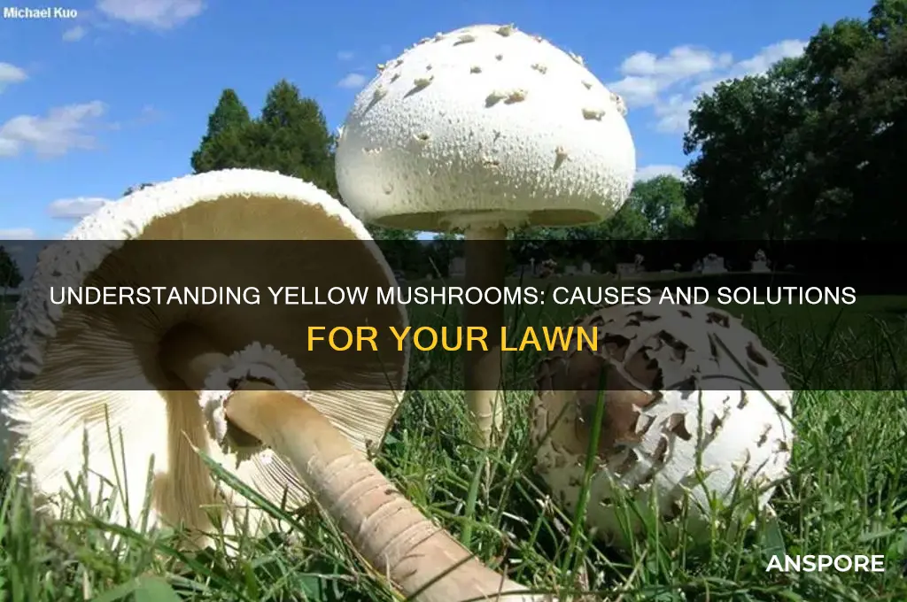 what causes yellow mushrooms in yard