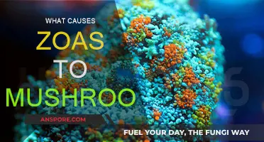 Zoas' Transformation: Mushrooming Mystery Explained