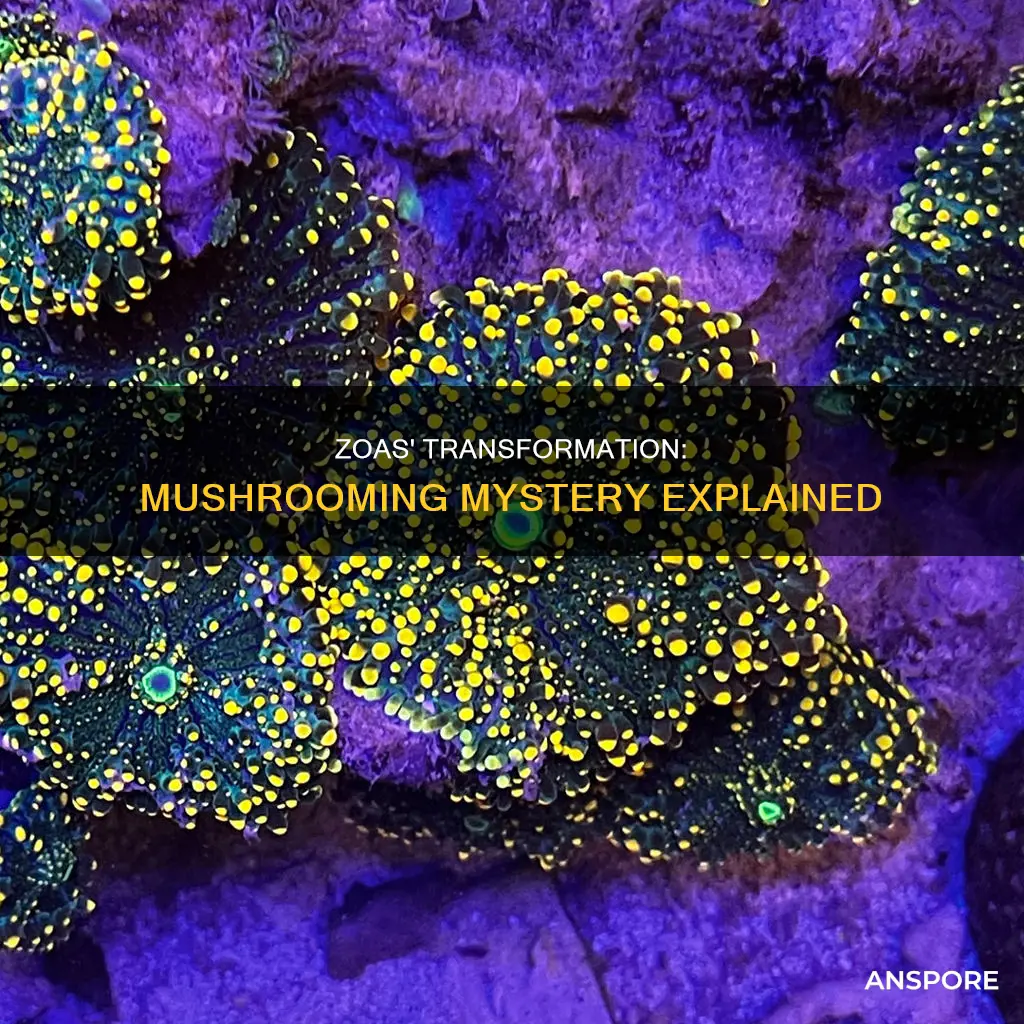 what causes zoas to mushroom