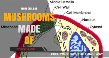 Unveiling Mushroom Anatomy: Exploring the Unique Cellular Structure of Fungi